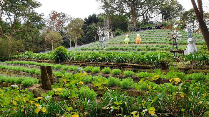 《薰衣草森林》台中新社 葷素混合蔬食餐廳 推薦